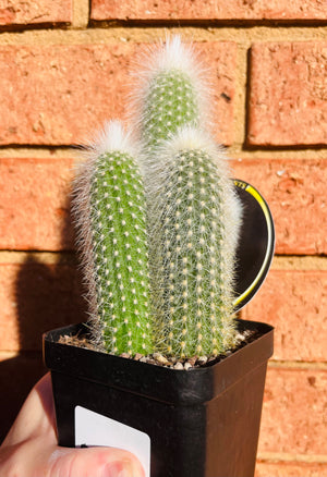 Silver Torch - Cleistocactus strausii
