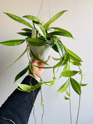 Hoya - Royal Hawaiian ‘Super Splash’ Collection No. 191