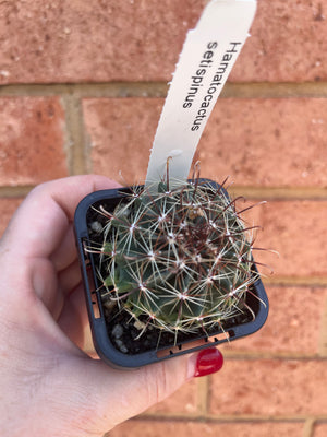 Hamatocactus - setispinus