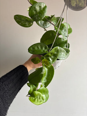 Hoya - Krinkle Giant 'Splash' - Collection No. 222