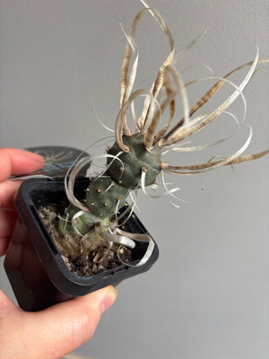 Tephrocactus Papyracanthus Dwarf 'Paper Spined Cactus'