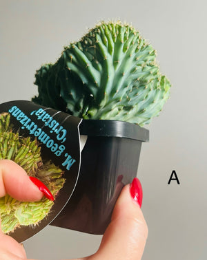 Myrtillocactus geometrizans ‘cristata’