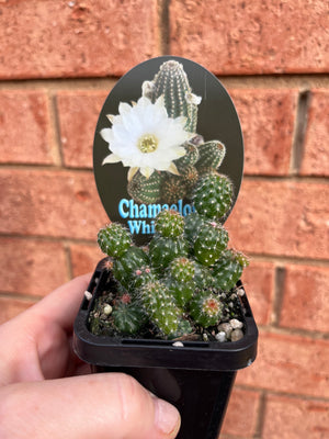 Chamaelopsis hybrid ‘White Angel’