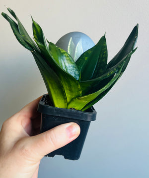 Sansevieria trifasciata c.v. Dwarf Whitney