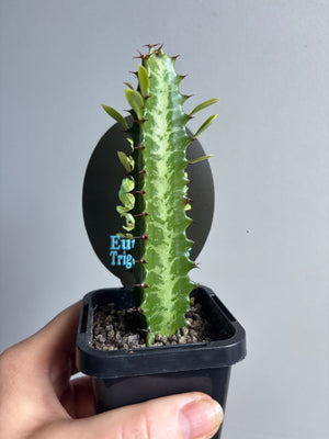 Euphorbia trigona - African Milk Tree