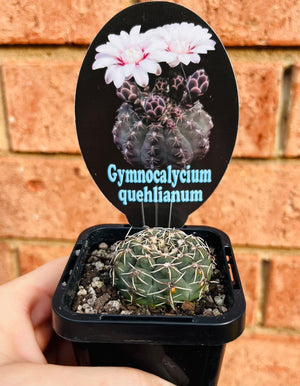 Gymnocalycium quehlianum