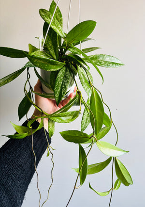 Hoya - Royal Hawaiian ‘Super Splash’ Collection No. 191