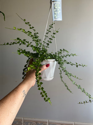 Dischidia ruscifolia - Million Hearts