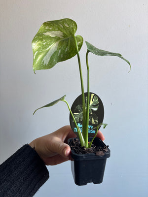 Monstera deliciosa 'Thai Constellation'