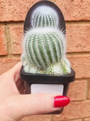 Parodia scopa ssp. succinea f. albiseta