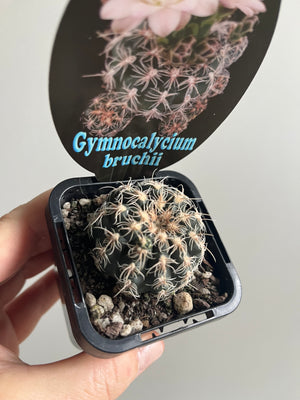 Gymnocalycium bruchii