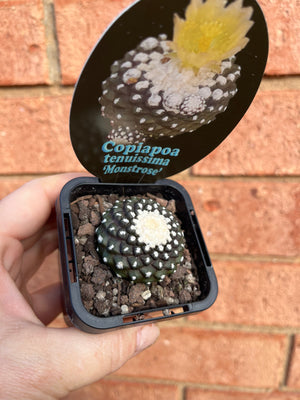 Copiapoa tenuissima Monstrose