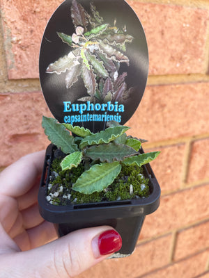 Euphorbia capsaintemariensis 'Dead Plant'