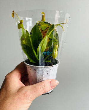 Nepenthes 'St Gaya' - Pitcher Plant