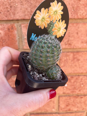 Mediolobivia pygmaea