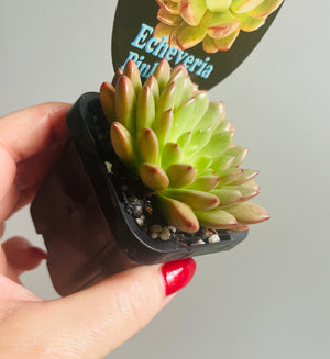 Echeveria cv. - 'Pink Ruby'