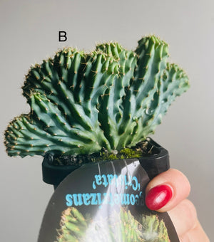 Myrtillocactus geometrizans ‘cristata’