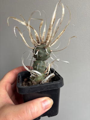 Tephrocactus Papyracanthus Dwarf 'Paper Spined Cactus'