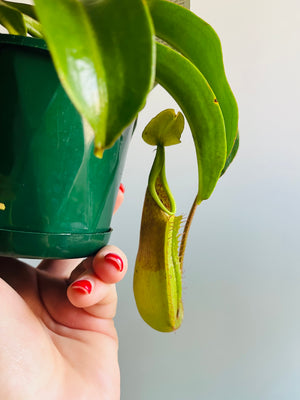Nepenthes 'Gentle' - Pitcher Plant