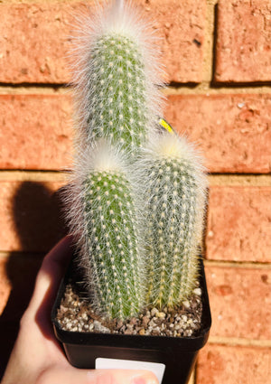 Silver Torch - Cleistocactus strausii