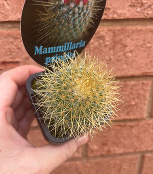 Mammillaria rhodantha ssp. pringlei