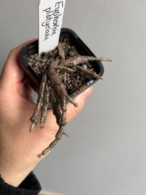 Euphorbia platyclada