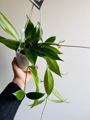 Hoya - Arnottiana Collection No. 105