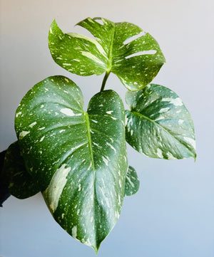 Monstera deliciosa 'Thai Constellation'