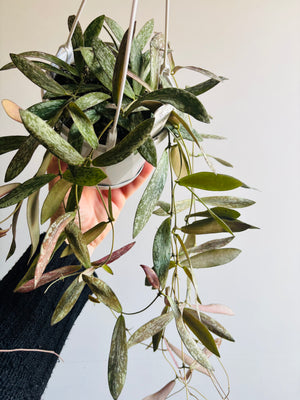 Hoya Sigillatis Collection No. 186