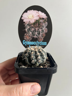 Gymnocalycium bruchii