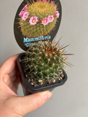 Mammillaria cv. 'Ginsa Maru'
