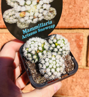 Mammillaria vetula cv. 'Arizona Snowcap'