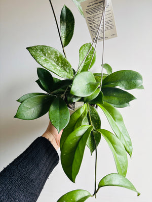 Hoya - Species Pink ‘Splash’ Collection No. 193