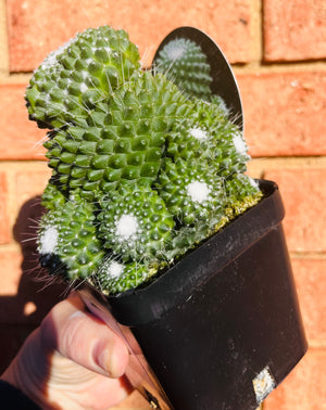 Mammillaria Pico compacta