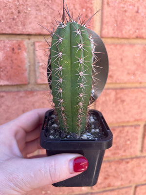 Trichocereus pachanoi ‘San Pedro Cactus’