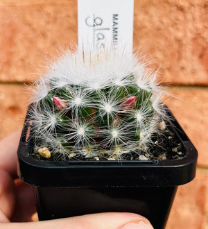 Mammillaria glassii