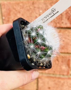 Mammillaria glassii