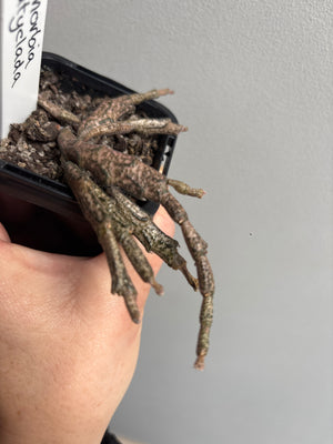 Euphorbia platyclada