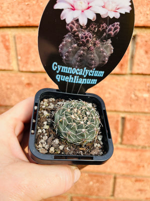 Gymnocalycium quehlianum