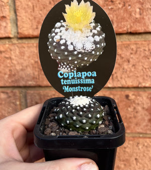 Copiapoa tenuissima Monstrose