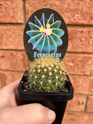 Ferocactus schwarzii