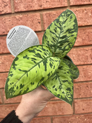 Homalomena - Camouflage