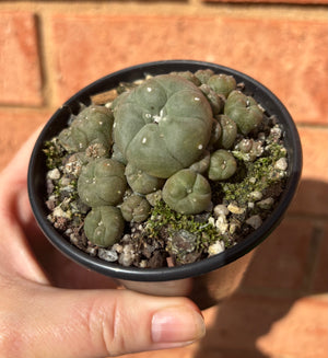 Lophophora williamsii v. caespitose