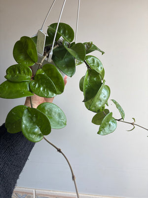 Hoya - Krinkle Giant Collection No. 145