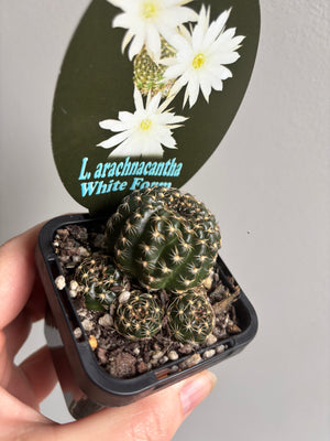 Lobivia arachnacantha (White Form)