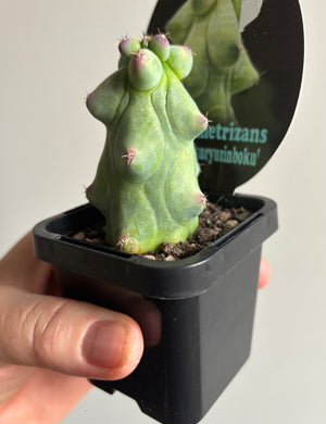 Myrtillocactus geometrizans 'fukurokuryuzinboku' aka 'Blue Boobs'