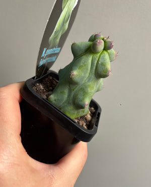 Myrtillocactus geometrizans 'fukurokuryuzinboku' aka 'Blue Boobs'