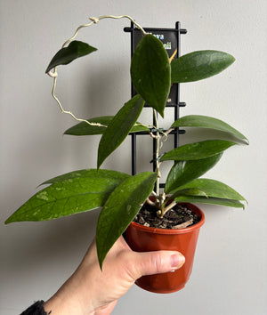 Hoya - Finlaysonii Collection No. 40