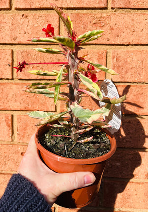 Euphorbia millii 'Variegata'
