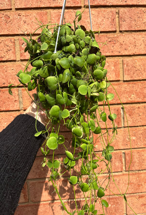 Dischidia cleistantha - previously platyphylla 'Solomon Islands'